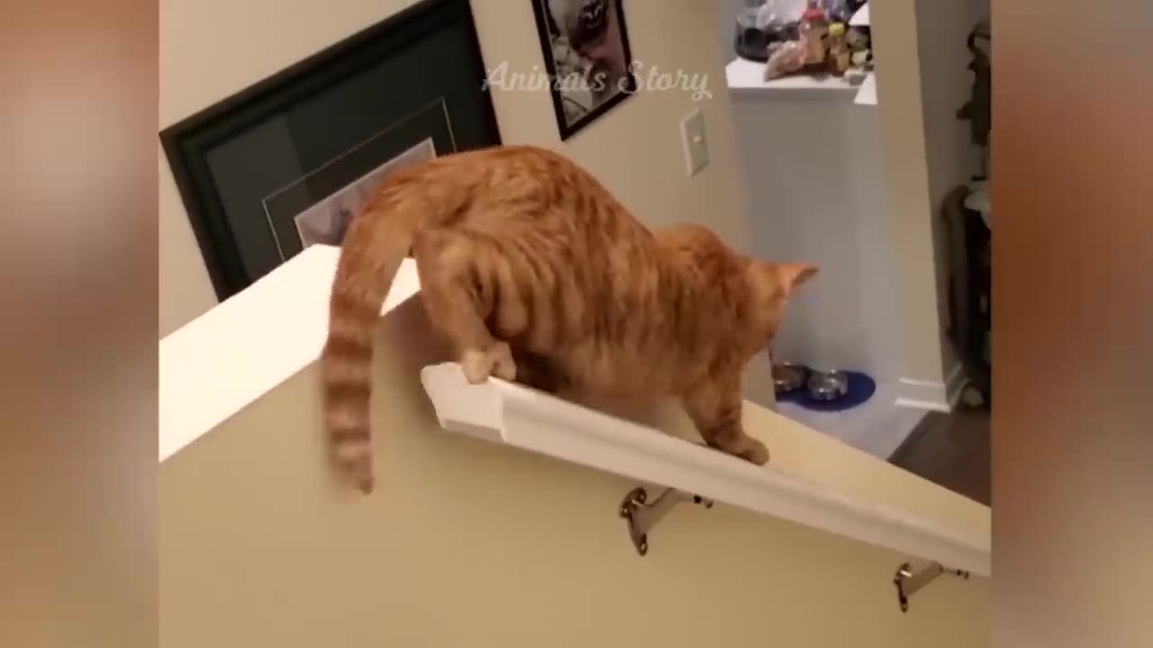 You Laugh You Lose π Funniest Cats and Dogs πΊπΆ Part 31