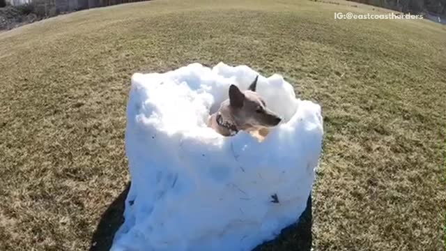 Brown dog in snow in grass field