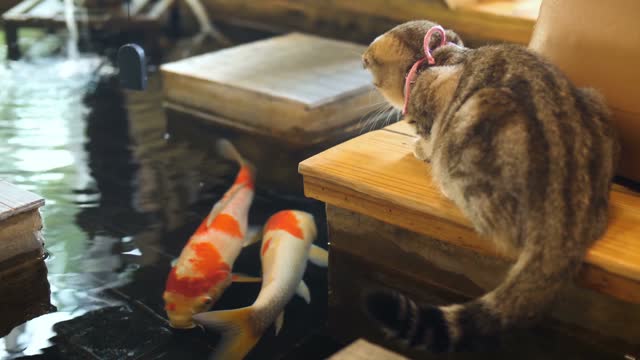 Funy cat