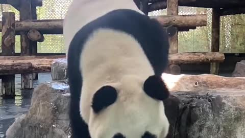 The panda