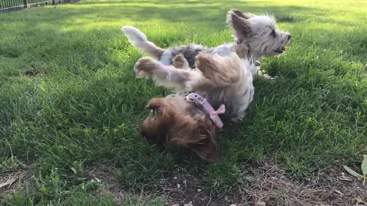The fox poop rolll