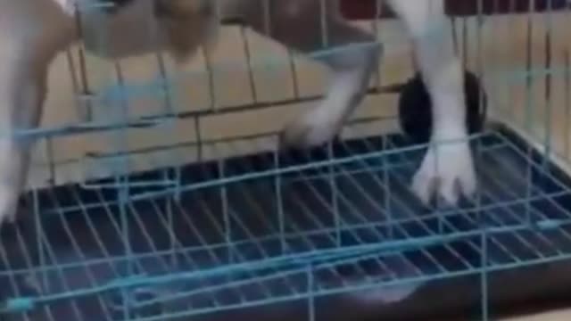 How Funny And Cute Dogs Owners are The Best Friends