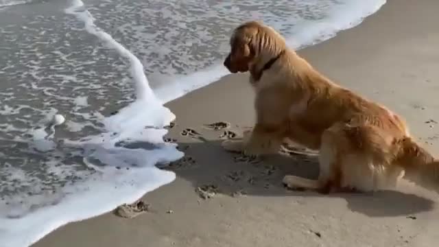 Hulk entertainment is scare of sea water while it was enjoying at beach #dogy reels