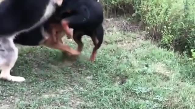 Rottweiler vs German shepherd 2022 german shepherd dog fight