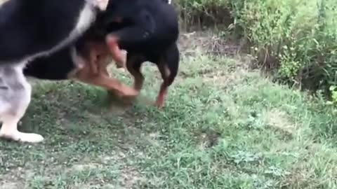 Rottweiler vs German shepherd 2022 german shepherd dog fight