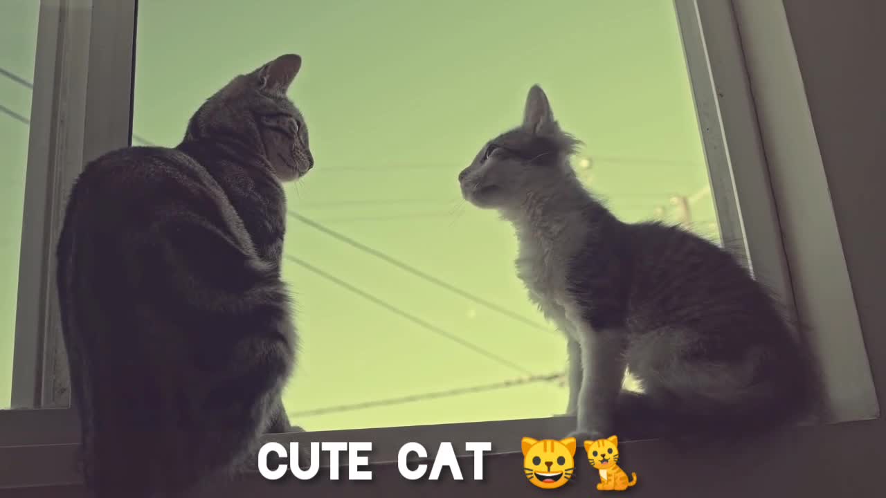 Cat funny moments with love eachother must watch 😹😺🐈