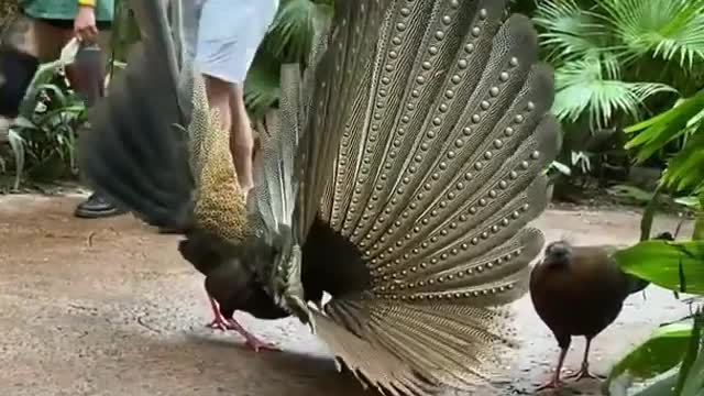 Female pheasant not impressed by mating dance 😅