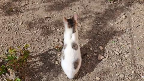 Cute little cat looking for insects.