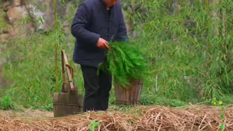 Unique Method Of Plant Peppers Finally Revealed