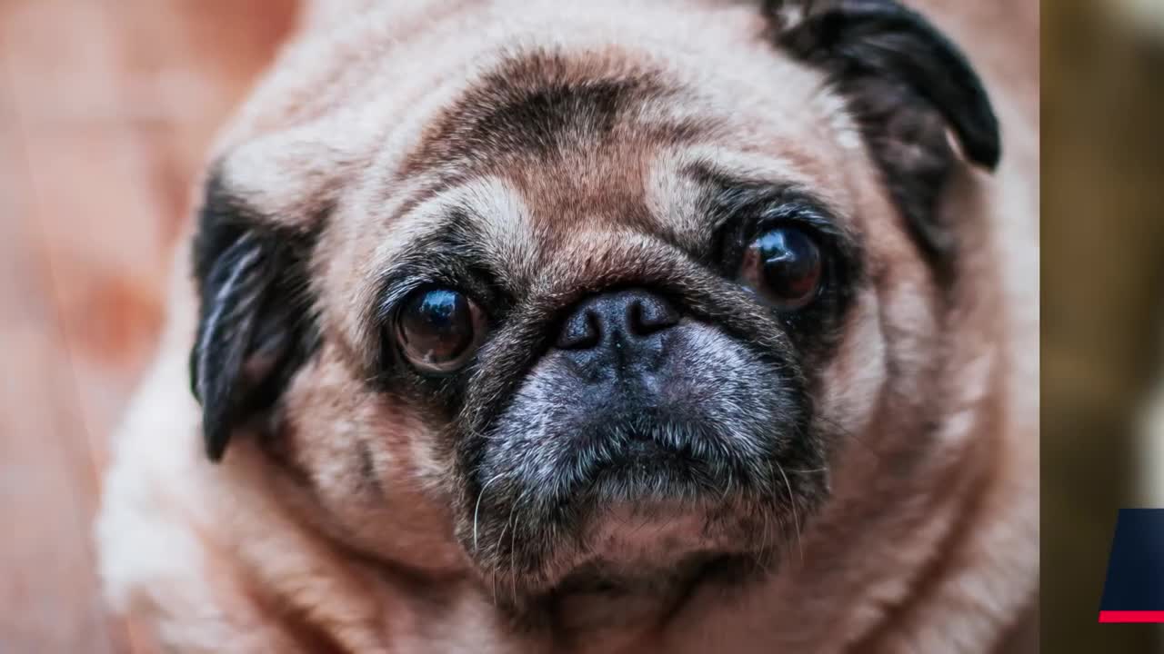 🐕 What Your Dog’s Ears Tell You?