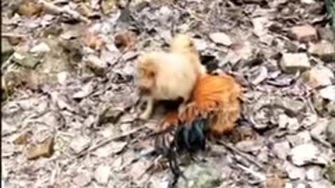 Funny chicken fighting dogs.