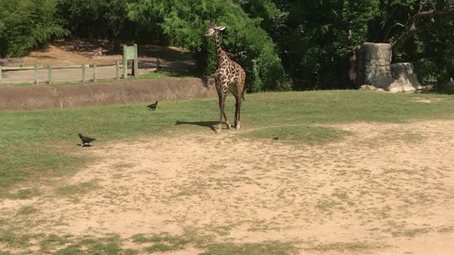 Young Giraffe