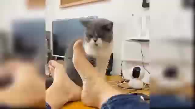 Funny lovely cat