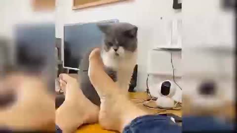 Funny lovely cat