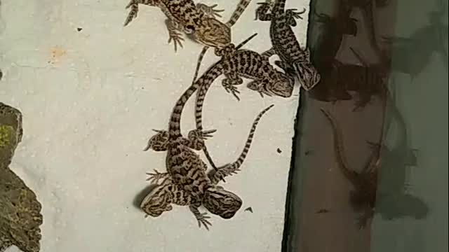 Baby beared dragons