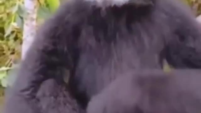 MONKEY SOUNDS
