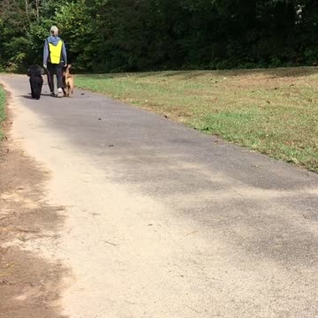 Walking Beauty Dogs on the Stage