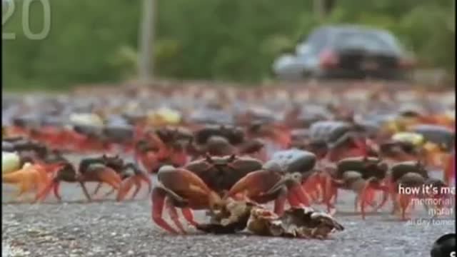 Swarming Cuban Land Crabs