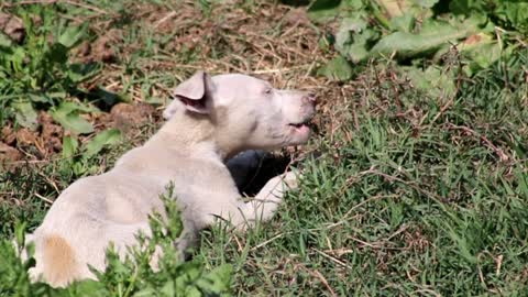 Puppies love to eat bones here is a video to prove