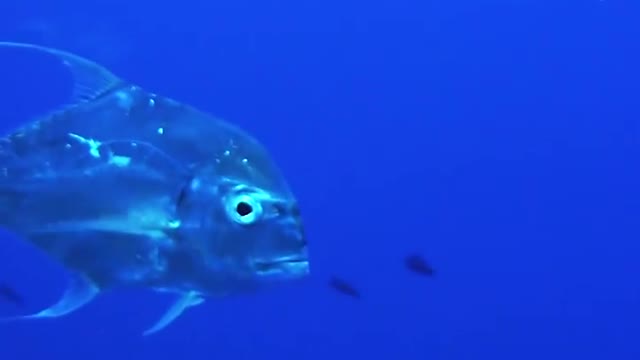 🐟 African Pompano. | Interesting Facts #Shorts #topchannel