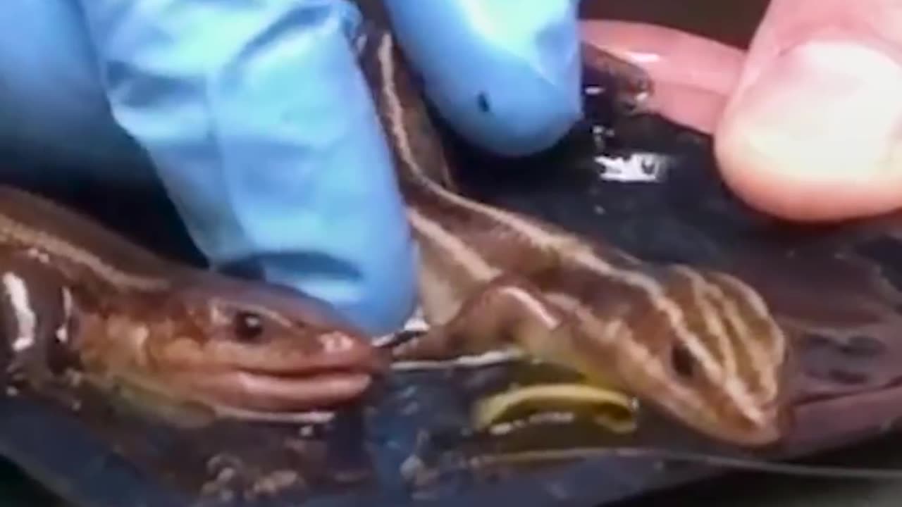 Lizards Stuck in Glue Trap Rescued by Great Guy | The Dodo