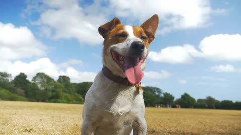 Jack Russell staring at other dogs, panting in the sun and waiting for commands