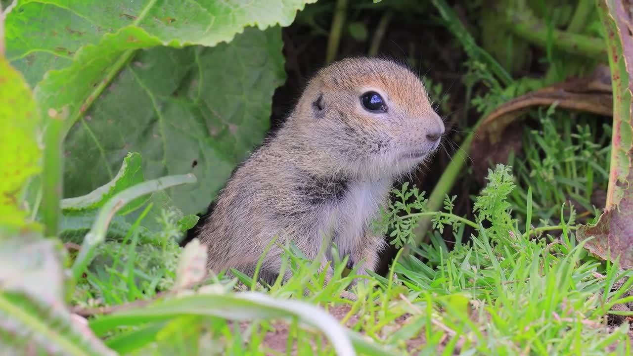 Mountain Caucasian ground squirrel or Elbrus ground squirrel (Spermophilus musicus)