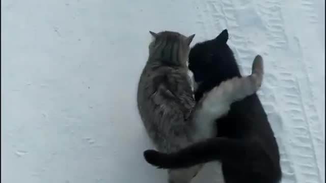 Best buddies snuggling in the snow!