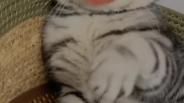 Babye cat smoking in iy lock fanie ... Comode video in mim