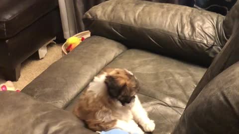 Cute Puppy Loves Laundry