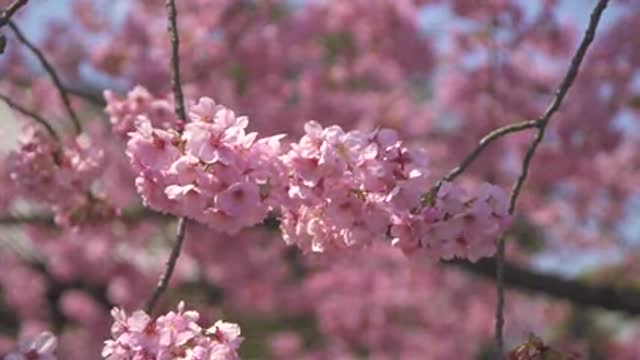 Blossom preview