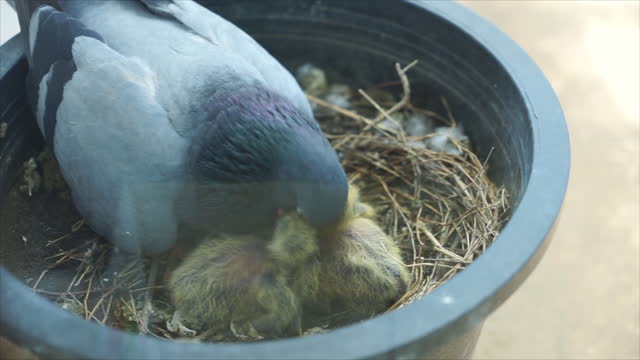 Mother bird feeding baby birds