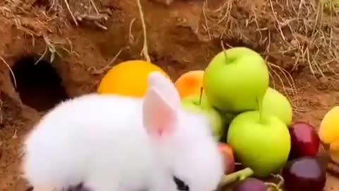 Cute Little Animals Cute Family
