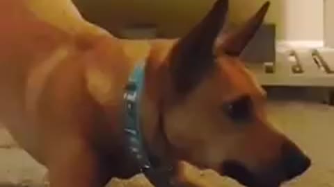 That little smooch at the end. #dogs #funny #fyp