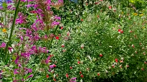 Perfect Day in the Butterfly Garden!