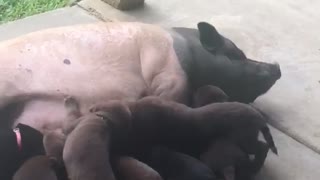 Puppies Try to Feed From Surrogate Pig