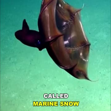 Vampire Squid