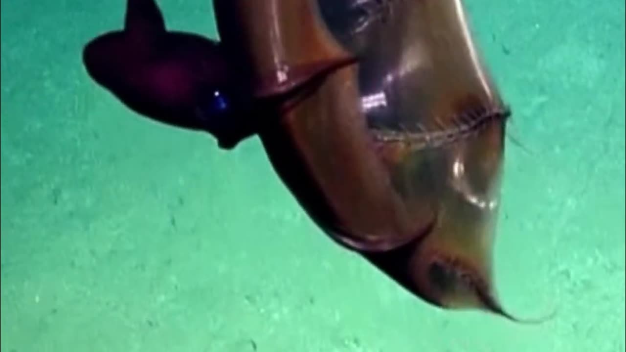 Vampire Squid