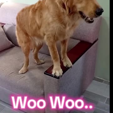 Cute and talkative Dog, Milo