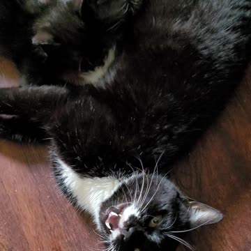 Mommy Cat Feeding Kittens