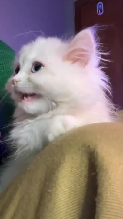 2.cats video best for ever