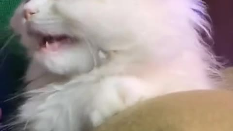 2.cats video best for ever