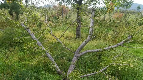 The leaves of this little tree have just grown