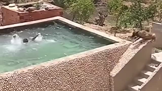 Dog Save His Master life from Drowing In A Pool 🐶 Very Emotianal Scene.