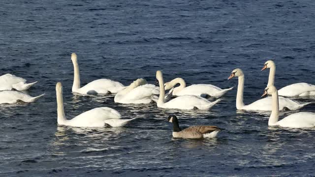 A funny clip of a goose swimming with a duck bird