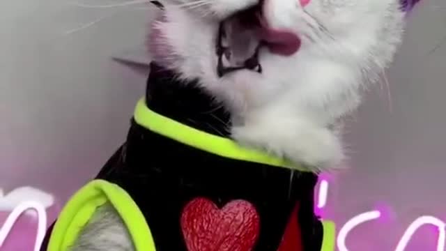 Funny animal video - the famous cat