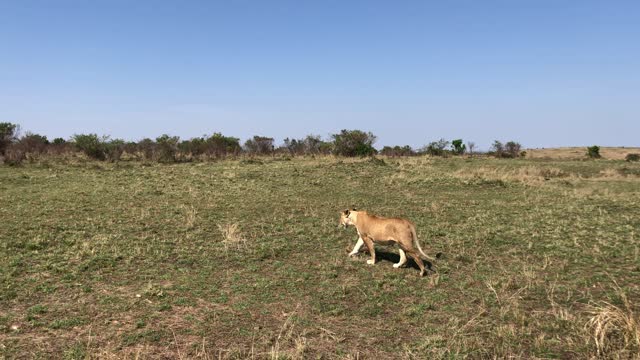 Lioness Greets people on Safari