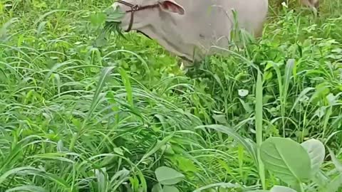 Funny animal 🐂 🐂 eat a grass 🤩, funny animals