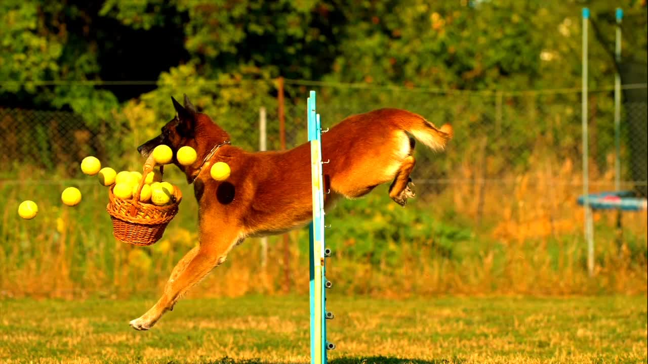 Dog playing ball jumping hoop