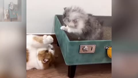 Two cats are playing